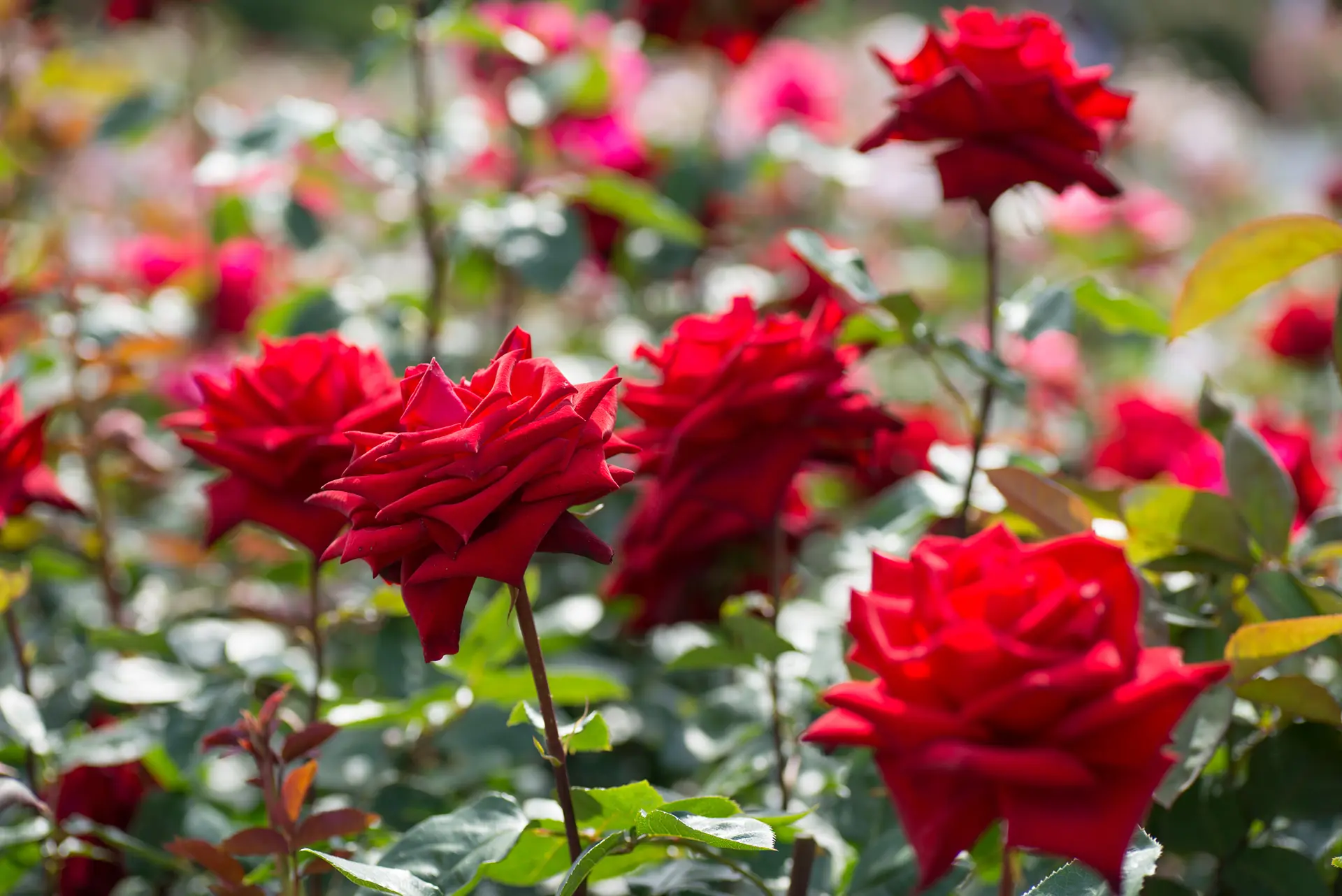 なばなの里のバラ（ベゴニアガーデン内）