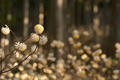 美杉のミツマタ（4）