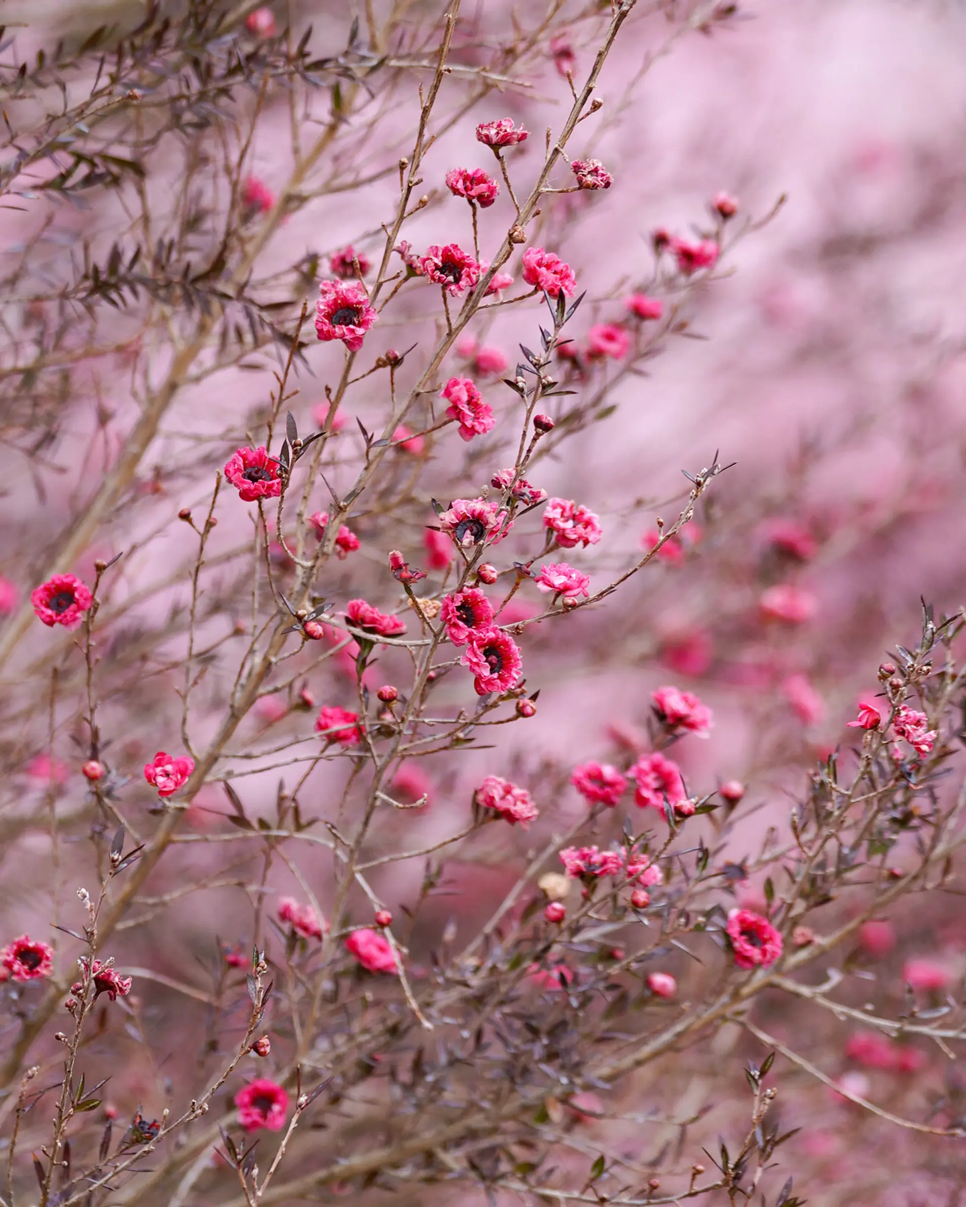 ギョリュウバイ