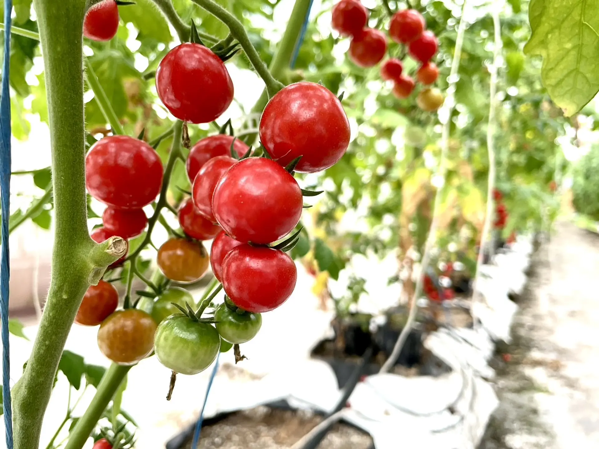 ツヤめくひめトマ