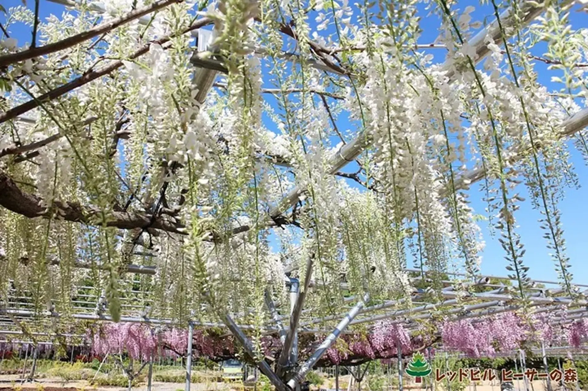 レッドヒルヒーサーの森　「藤のガーデン」