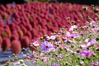 志摩市観光農園のコキアとコスモス（1）