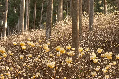 美杉のミツマタ（5）