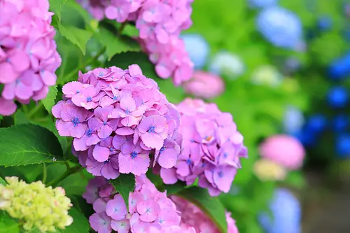 梅雨の季節は紫陽花を求めて！！2026年は三重県北中部の紫陽花スポット(4選)を紹介します！【三重県いなべ市・津市・松阪市・伊勢市の紫陽花スポット】