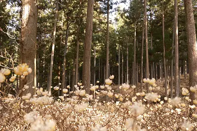 美杉のミツマタ（6）