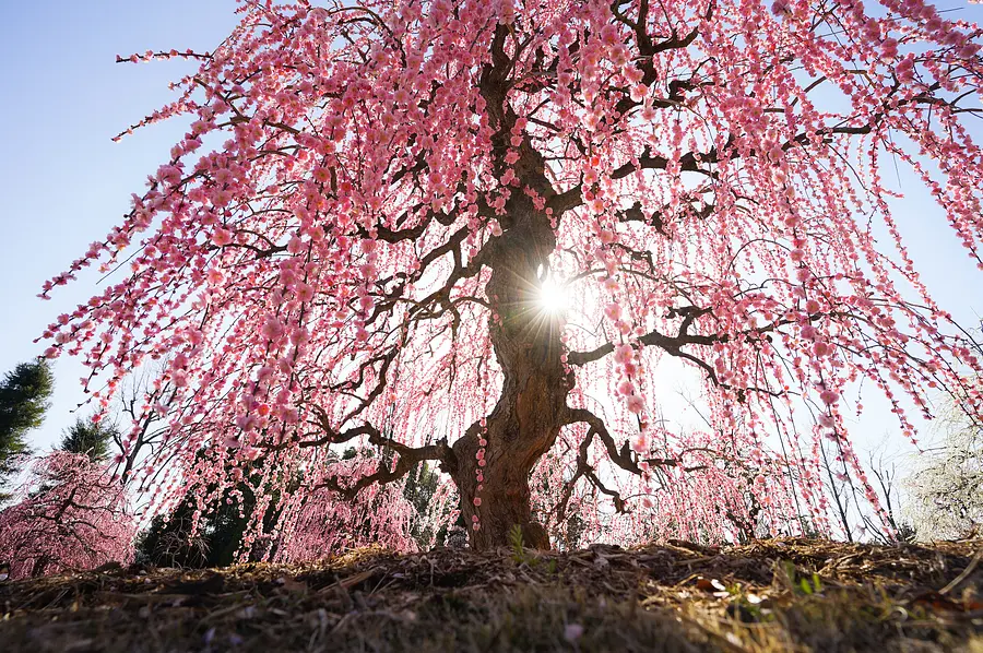 梅花花園