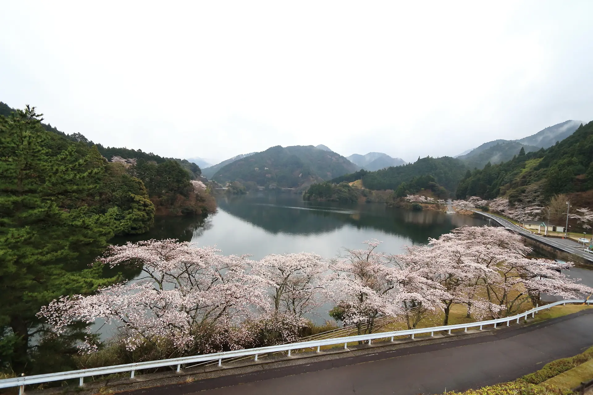 2024年_津市芸濃町の桜スポット②】津市芸濃町錫杖湖畔の桜 | 観光三重