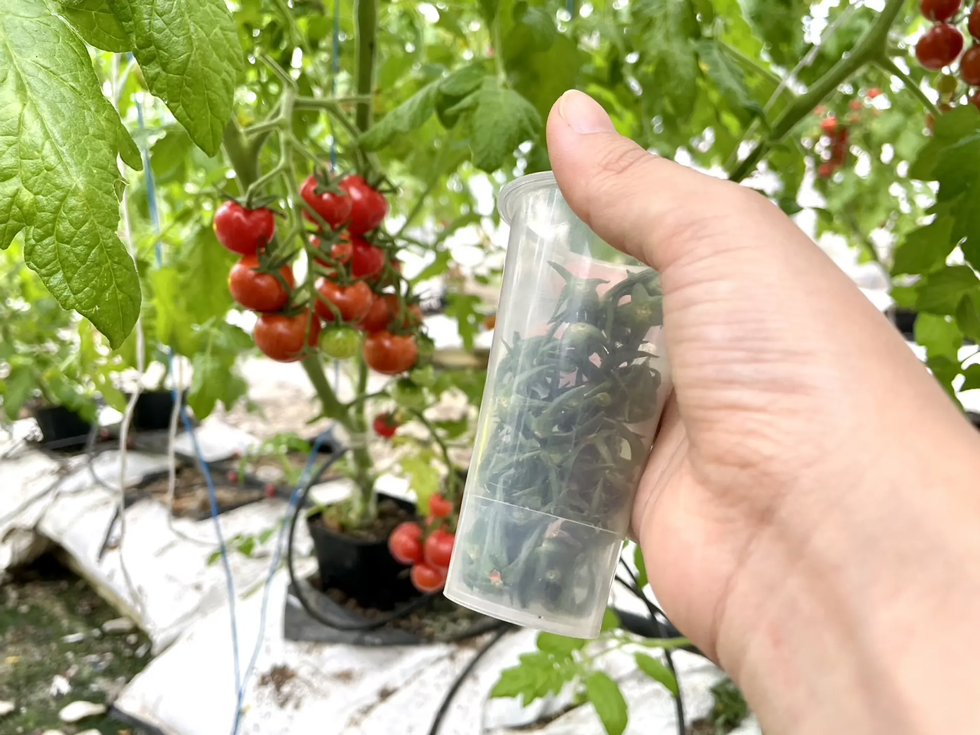 トマト狩り様専用