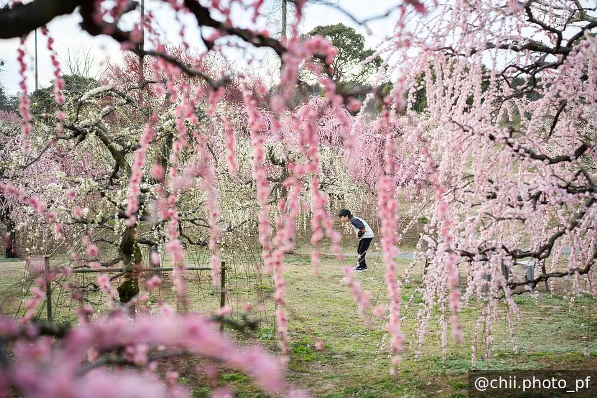 かざはやの里 梅エリア