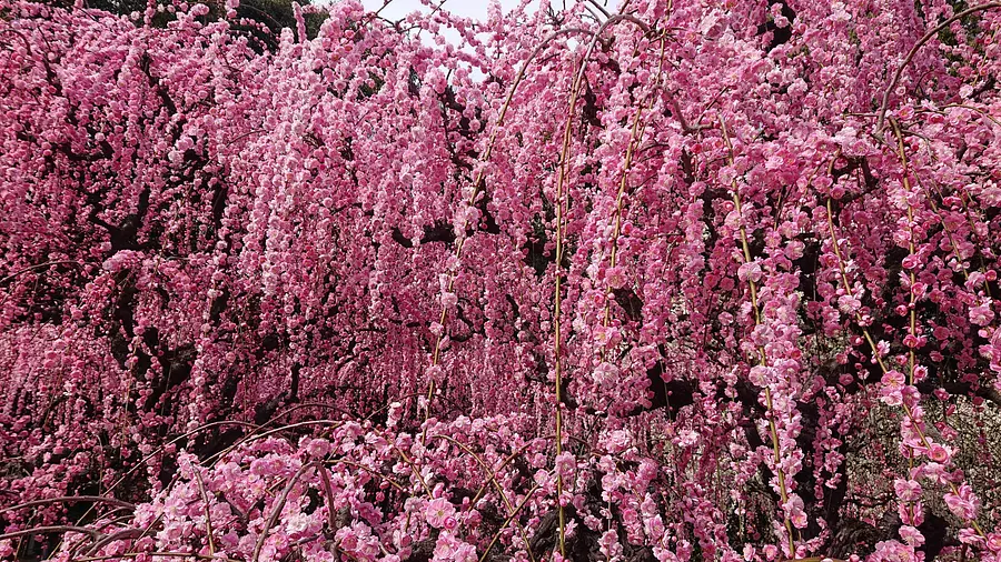 Primavera en plena floración