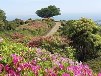 Azalée [fleur] du mont Asakuma