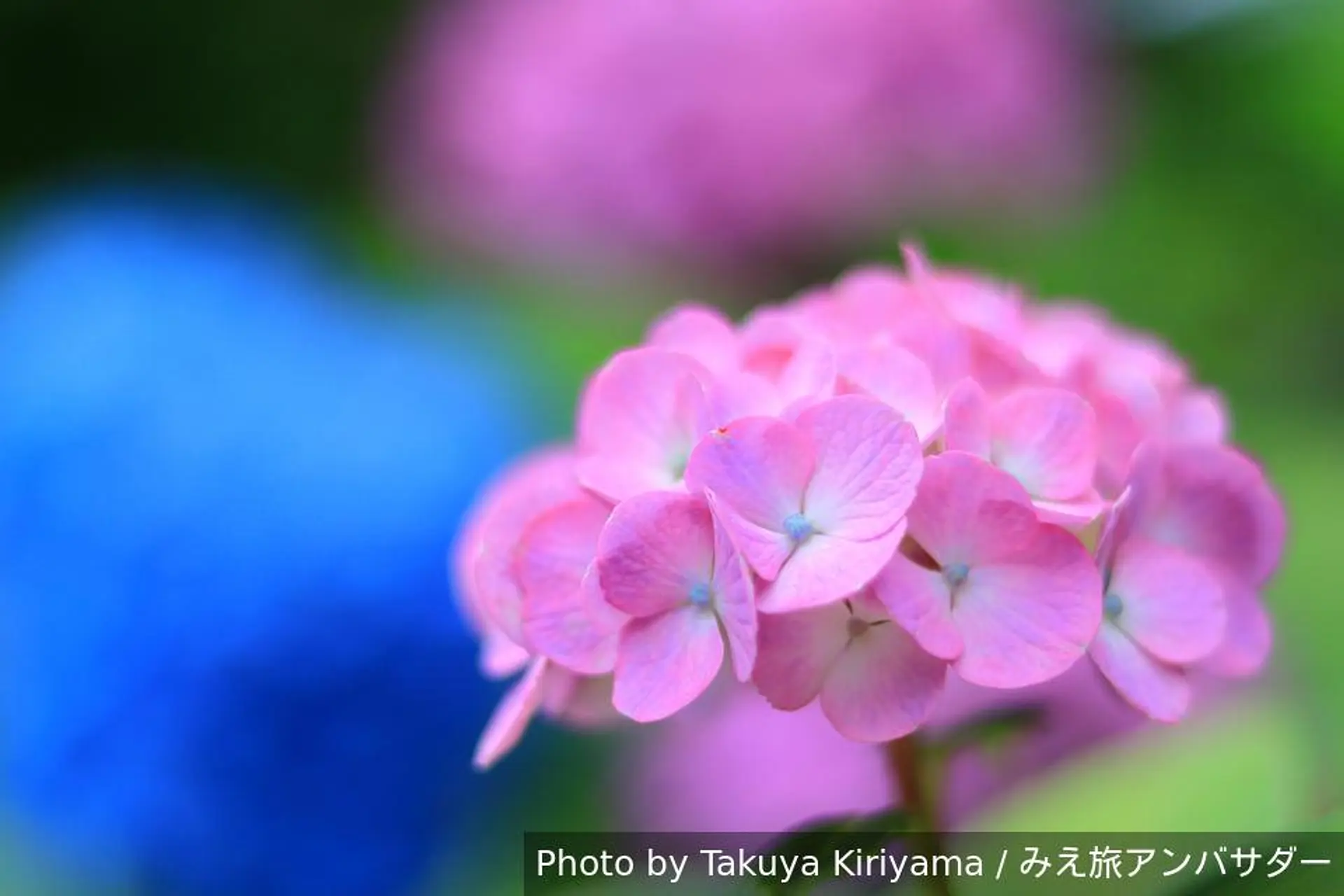 梅雨の季節は紫陽花を求めて！！2026年は三重県北中部の紫陽花スポット