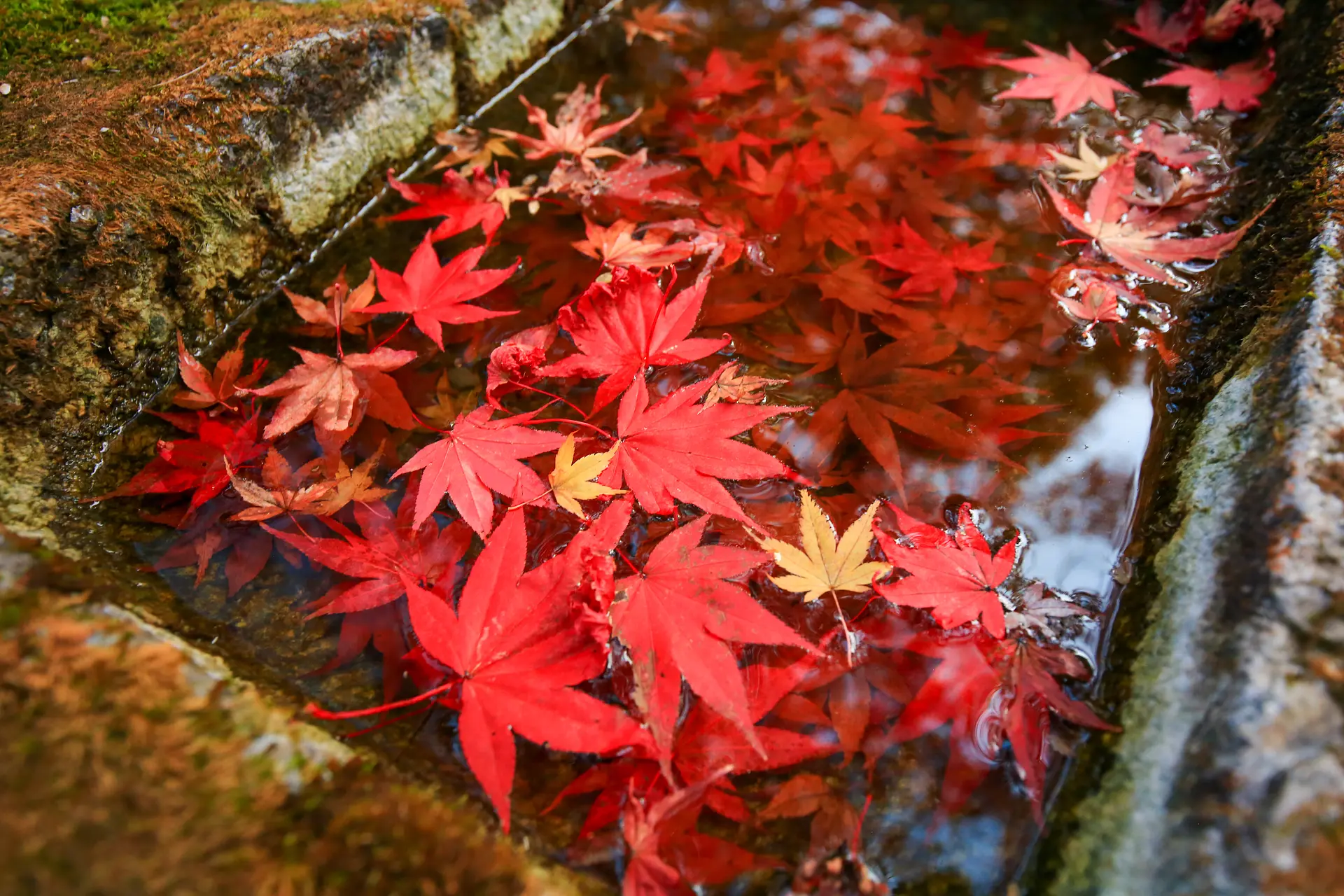 泰運寺（三重フォトギャラリー）