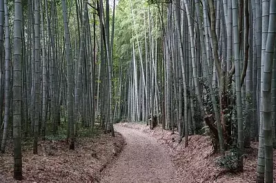三重県の竹林特集　三重の風情ある美しい竹林をご紹介！