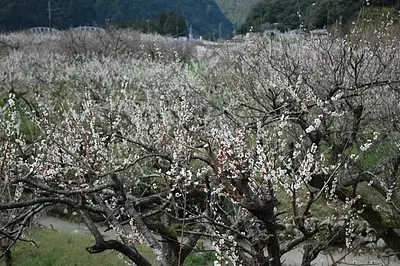 小船の梅 【花】（開花状況・見頃やアクセス情報も掲載）
