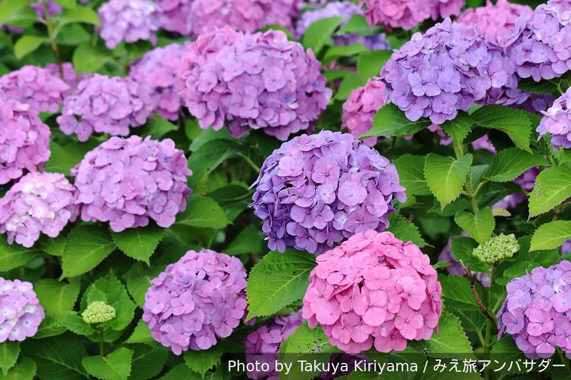 梅雨の季節は紫陽花を求めて！！2026年は三重県北中部の紫陽花スポット