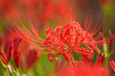 三重県の彼岸花の名所特集　秋に訪れたい真っ赤な彼岸花の景色を紹介します！