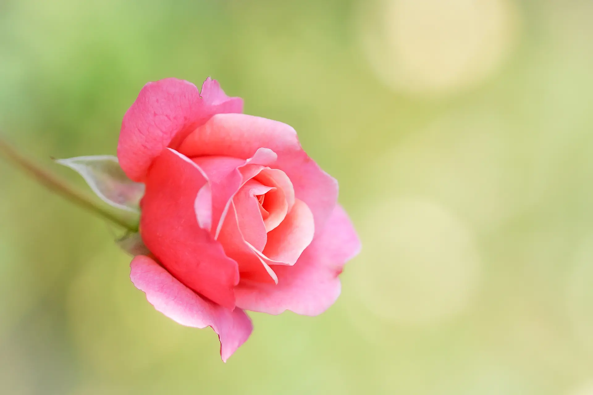 ローズガーデン