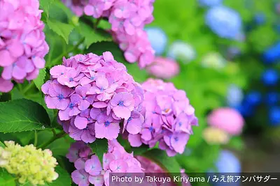 梅雨の季節は紫陽花を求めて！！2026年は三重県北中部の紫陽花スポット(4選)を紹介します！【三重県いなべ市・津市・松阪市・伊勢市の紫陽花スポット】