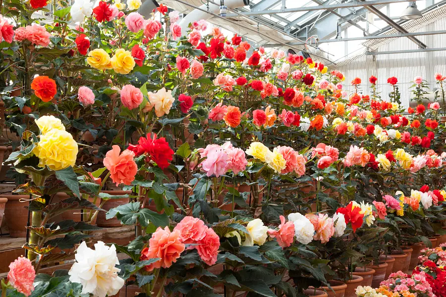 なばなの里　ベゴニアガーデン