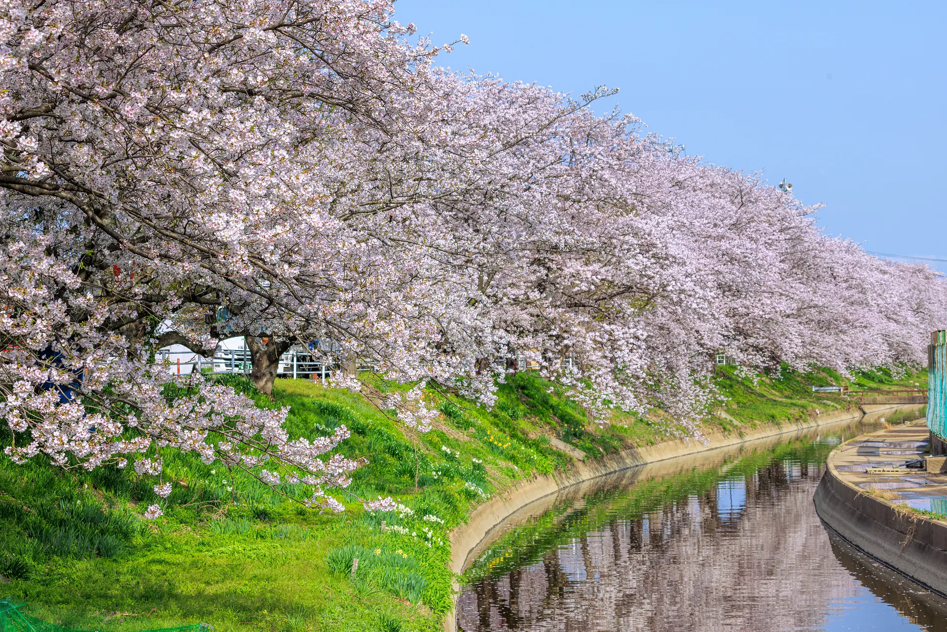  三重県の”ソメイヨシノ”桜の名所