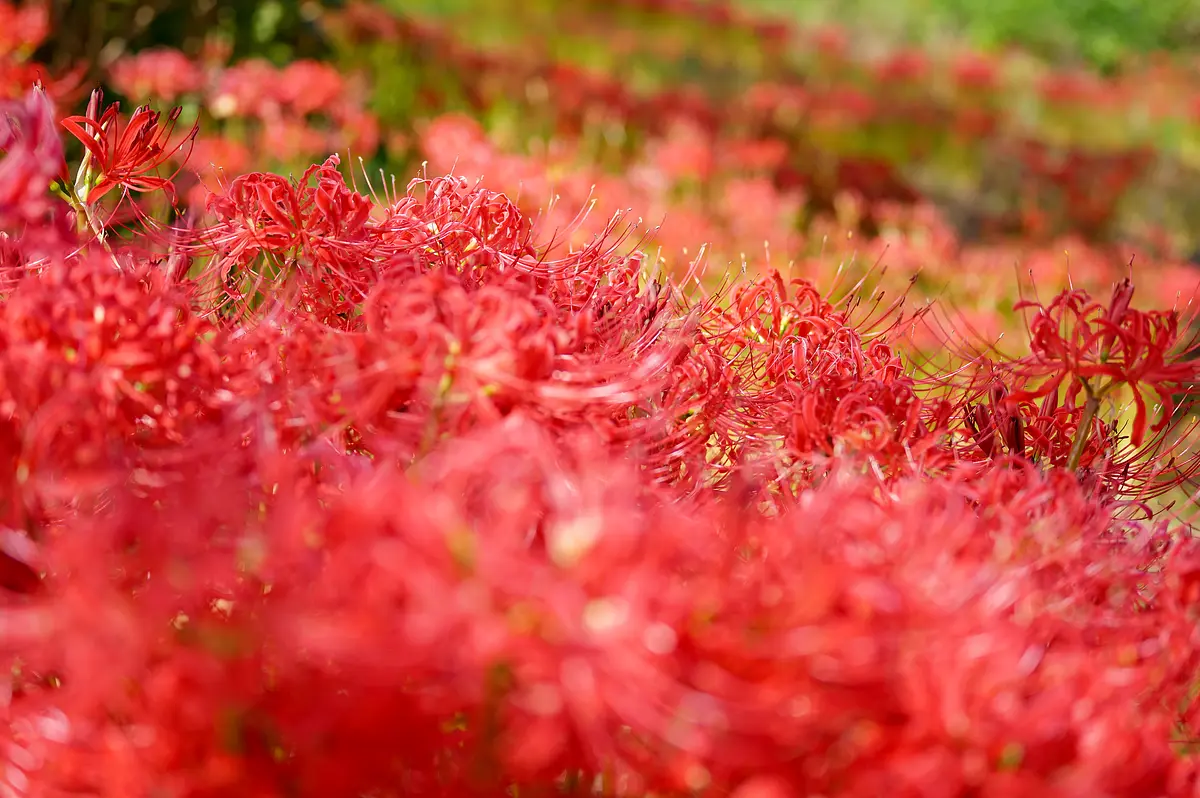 北神山花街道彼岸花