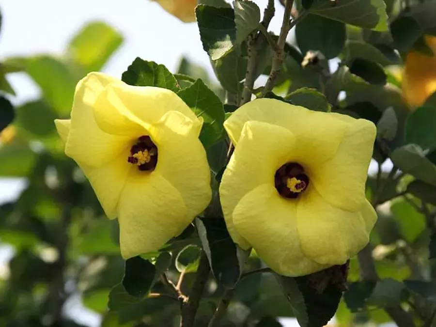 三重県でハマボウの花が観賞できるスポット