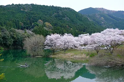 大台町さくらの里（1）