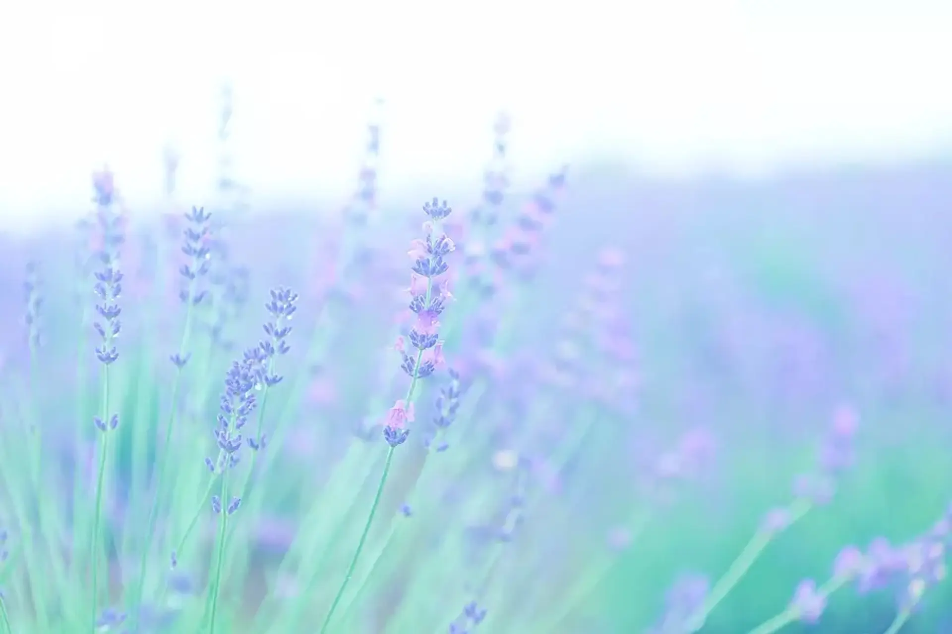 メナード青山リゾートのラベンダー