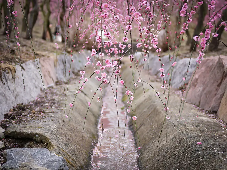 員辮市（InabeCity）梅林公園