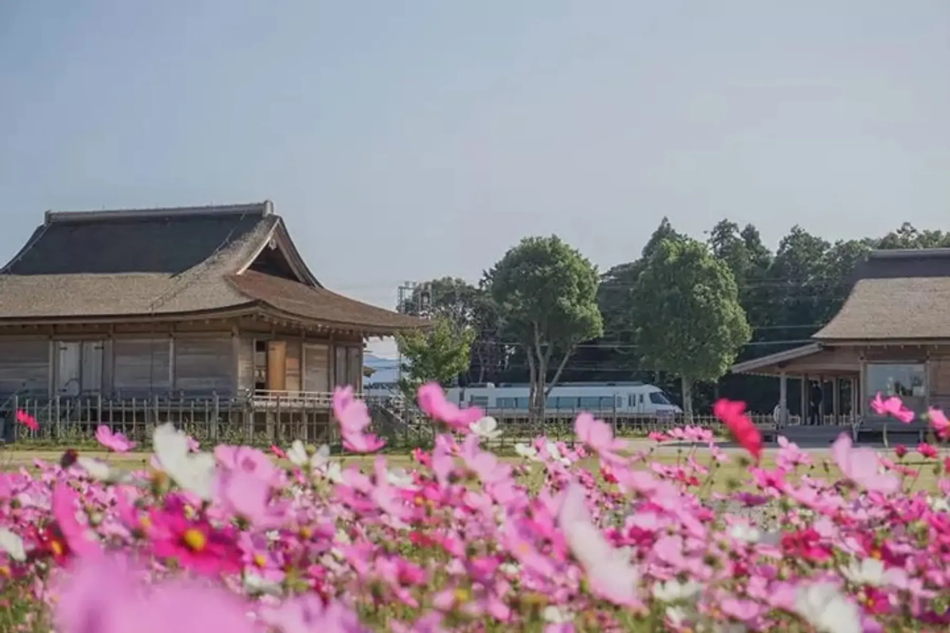 斎宮のコスモス