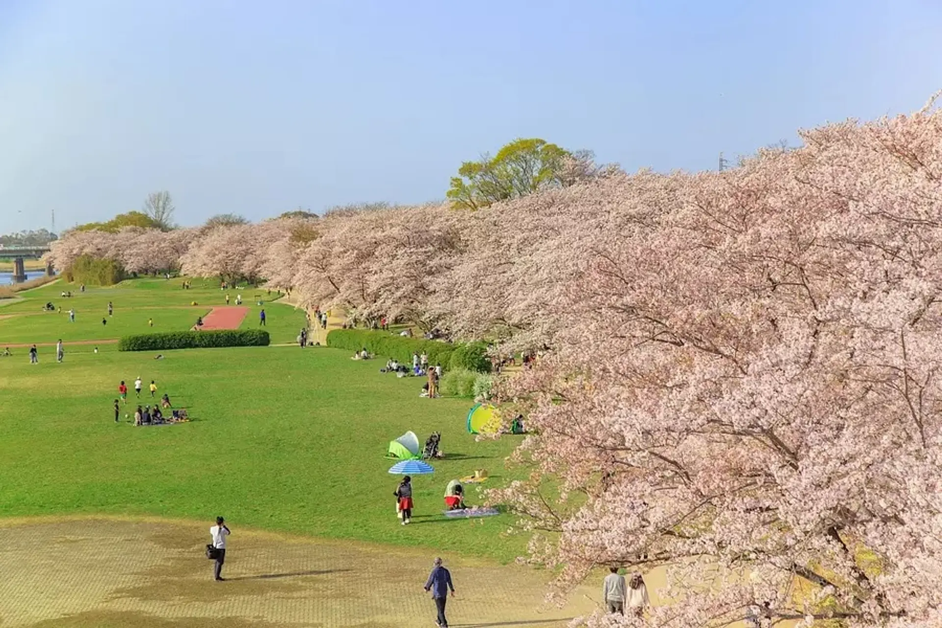 宮川堤の桜