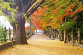 Hojas de otoño en el Santuario Tsukuda