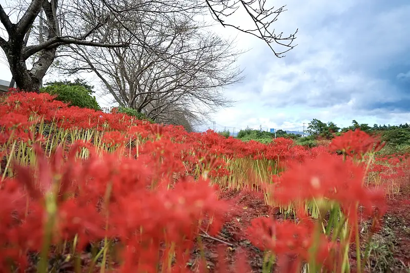 北神山花街道