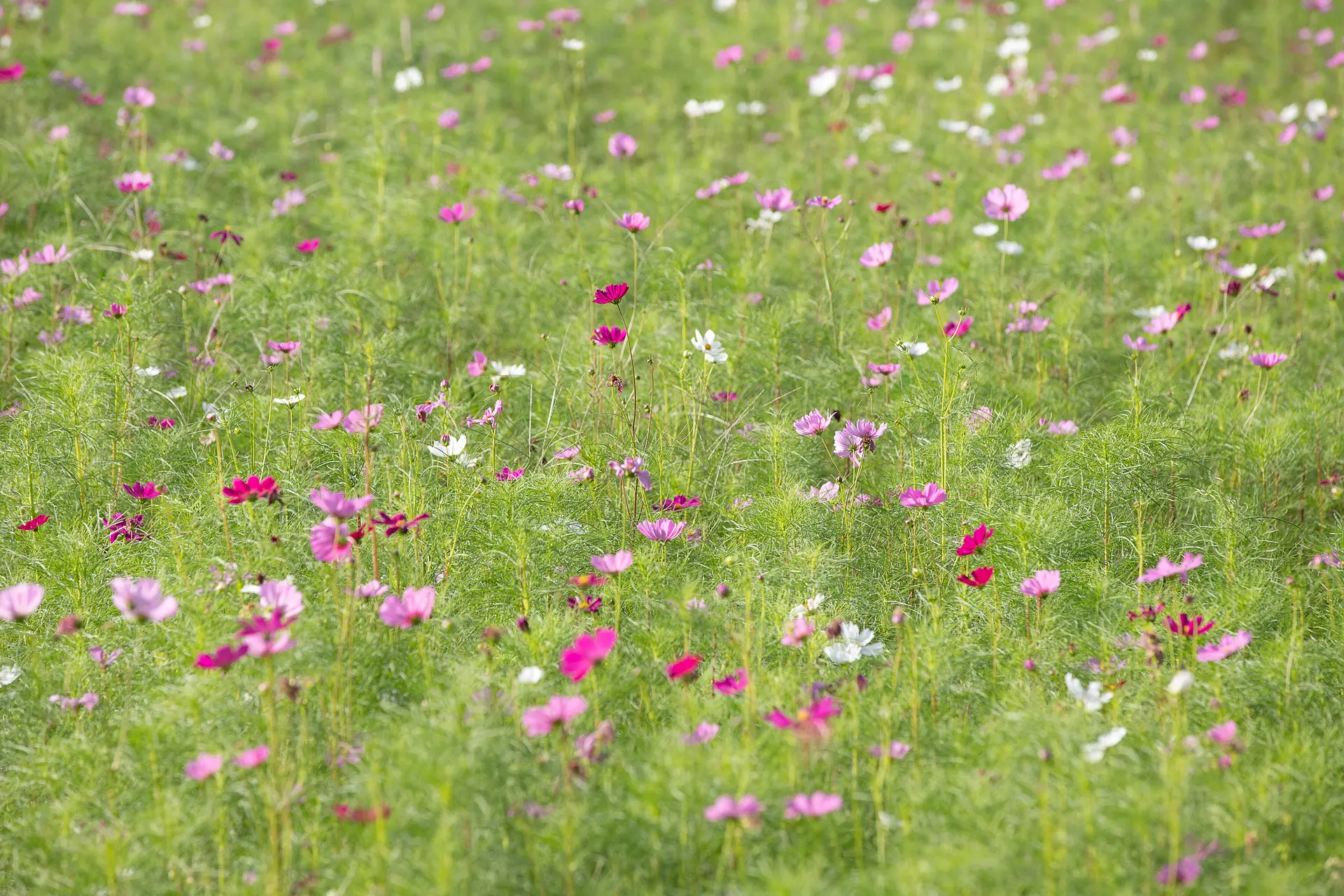 東員町のコスモス②