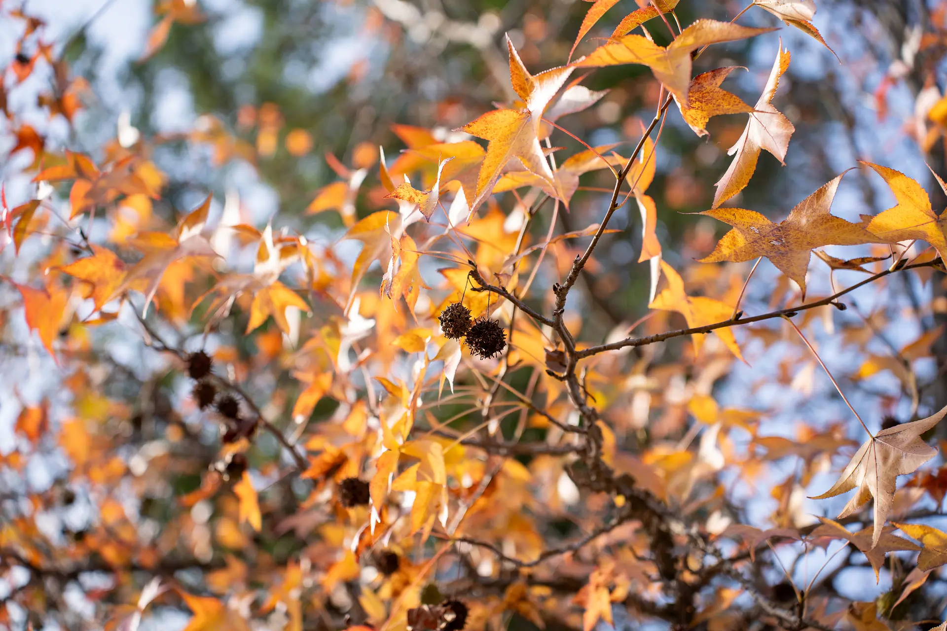 スイレン池のフウの木