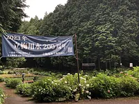 Le 28ème festival des hortensias Daishi no Sato Hikozaemon ~Reconnaissant pour l&#39;eau et le sol de notre ville natale~