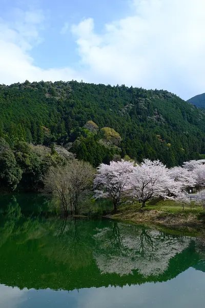 大台町さくらの里（2）