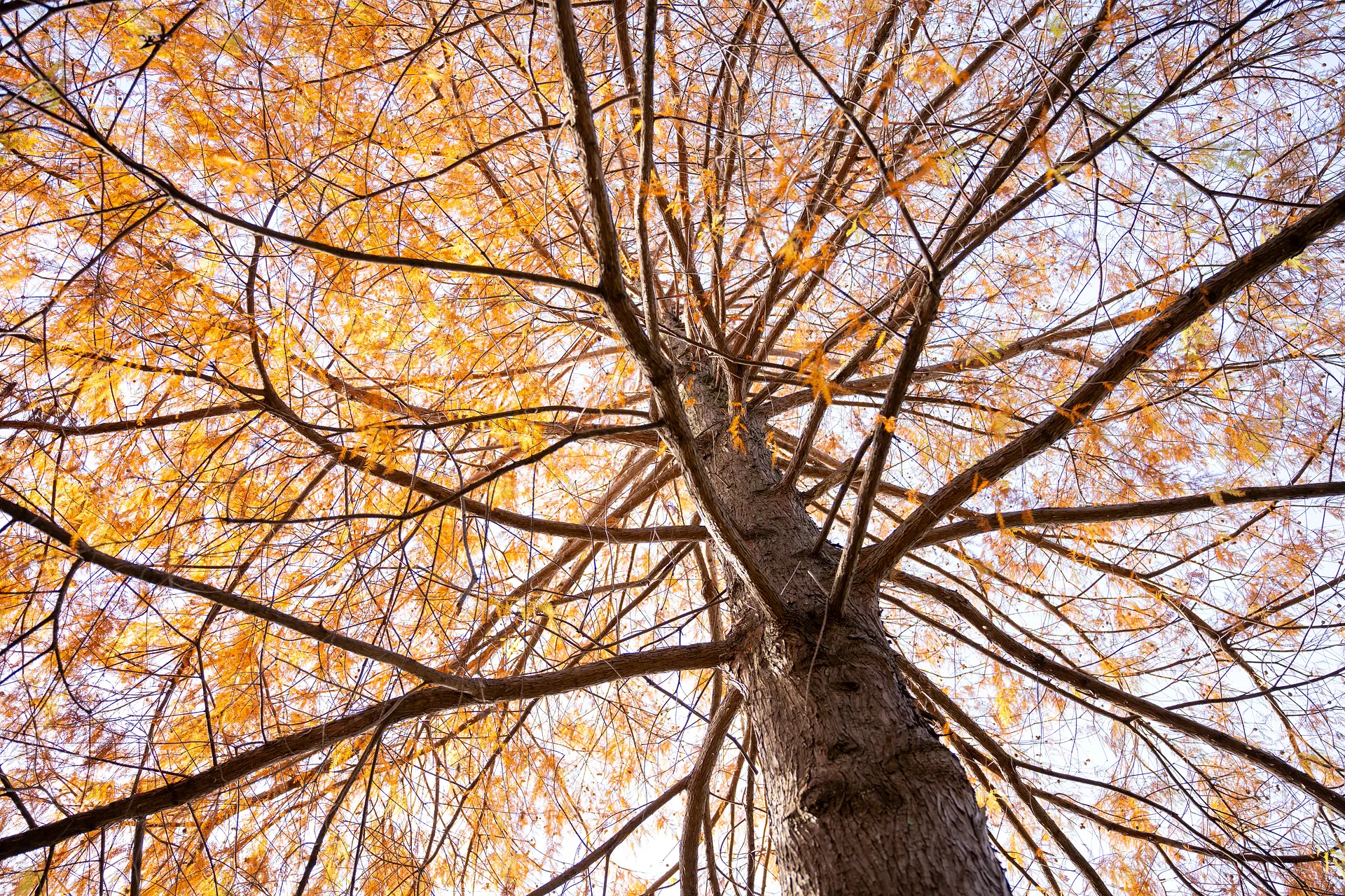 スイレン池のラクウショウ