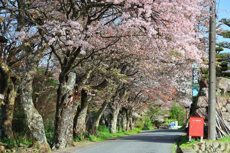 산타기의 벚꽃