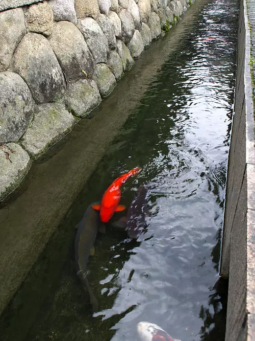 鯉が泳ぐ智積養水①