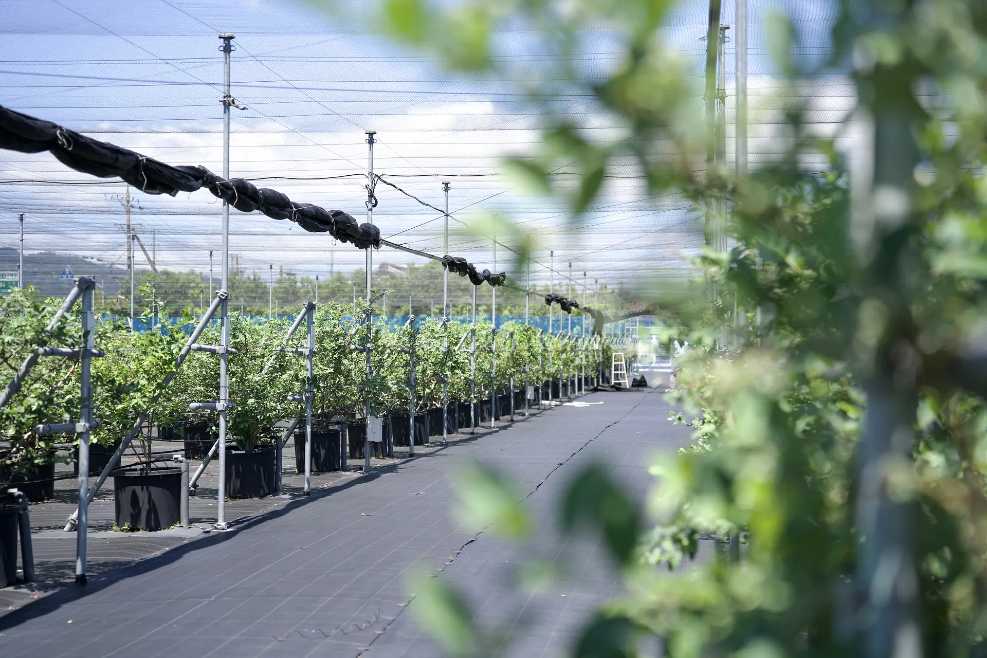 赤塚ブルーベリーガーデン