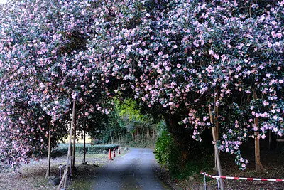 粥見の山茶花（1）