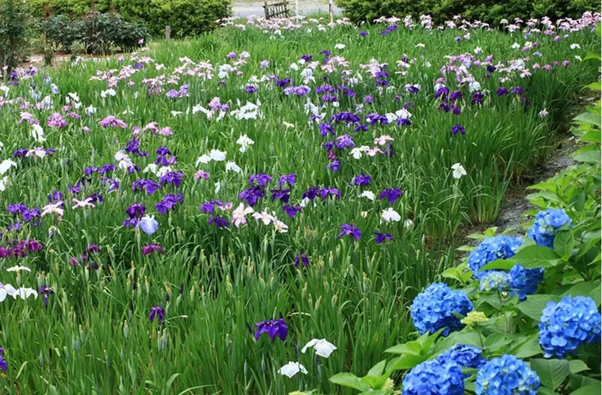堀川菖蒲園