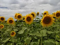 Sunflowers at Mihata Meihan Land