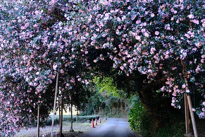 粥見の山茶花（2）