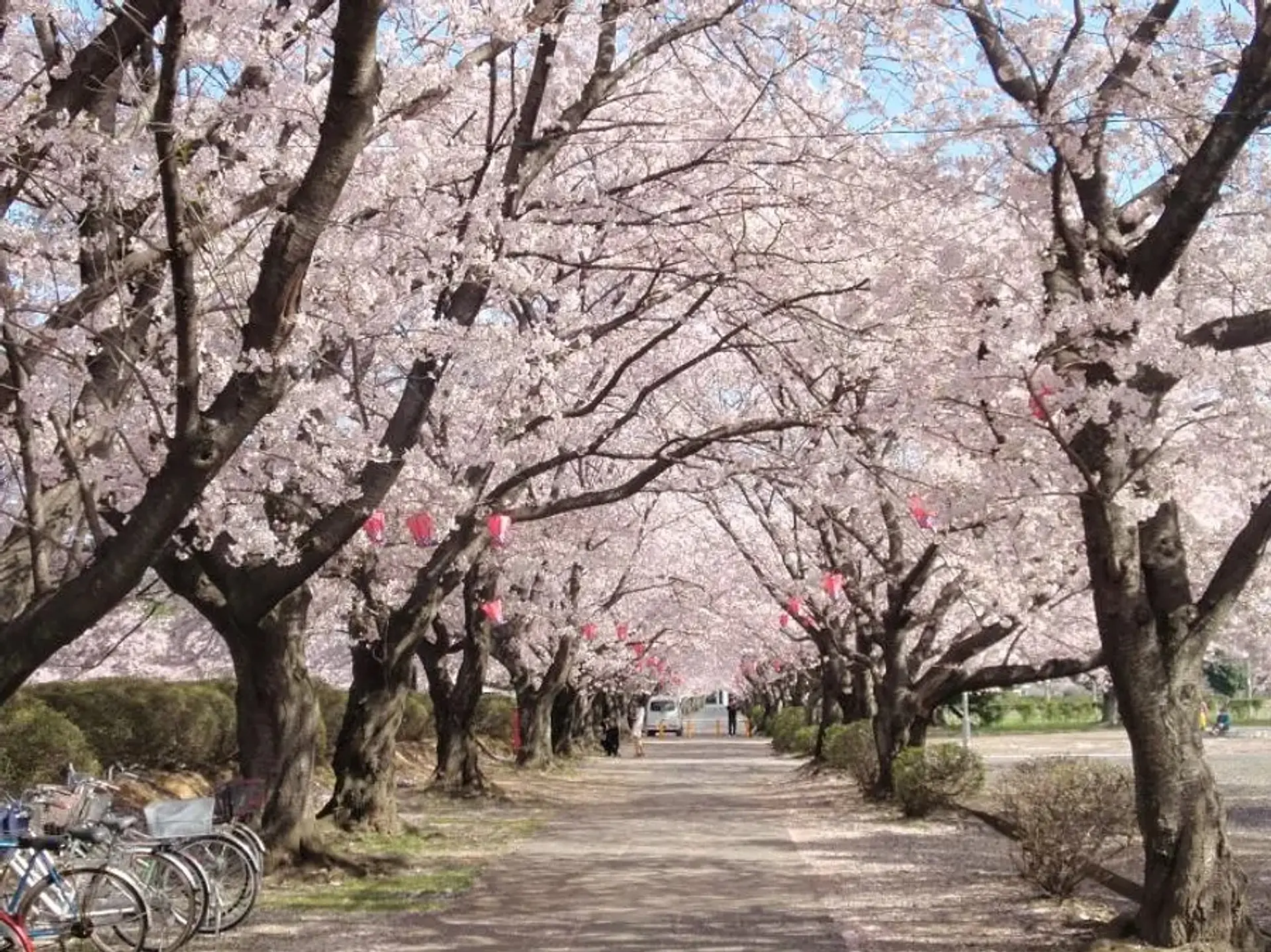 鈴鹿さくら祭り