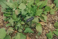 HERBMANライブペイント＜先着150名様にハーブマンクッキープレゼント＞