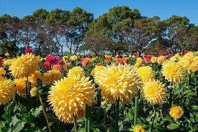 Jardins de dahlias dans la préfecture de Mie Présentation des endroits célèbres où vous pouvez voir les fleurs de dahlias qui décorent la saison d'automne.
