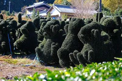 粥見の山茶花（3）